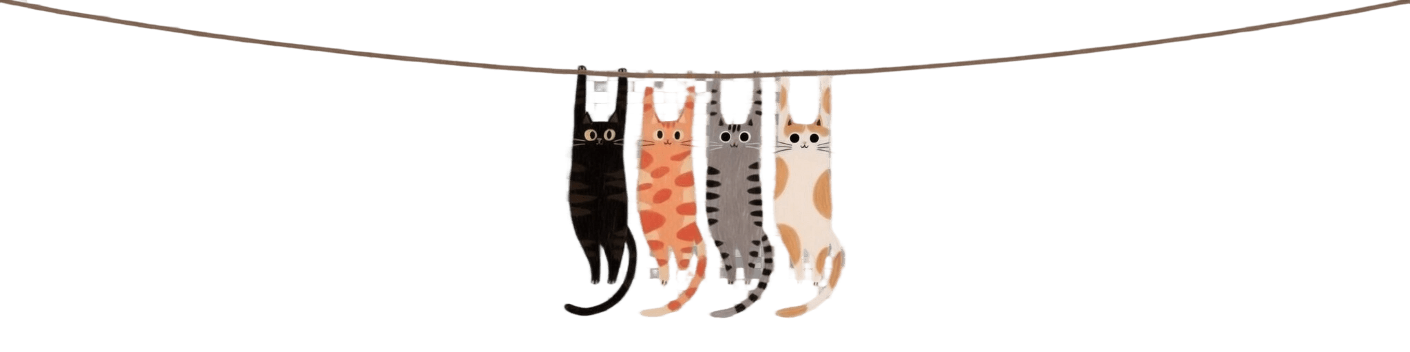 刷题猫